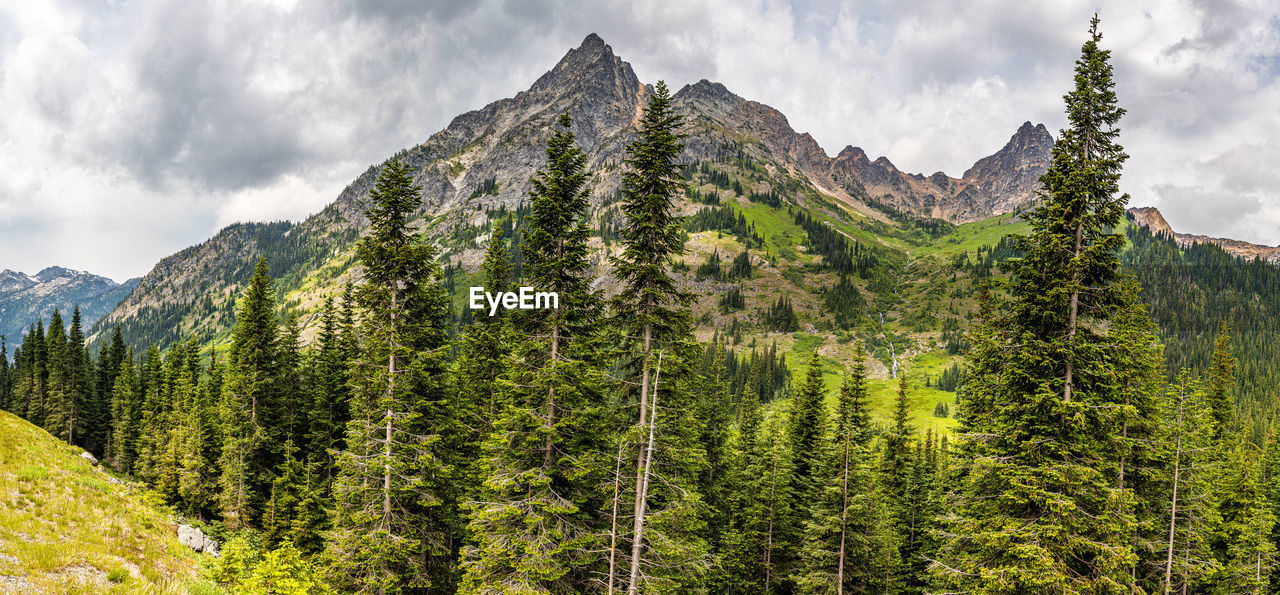 PANORAMIC VIEW OF PINE TREES AGAINST MOUNTAINS