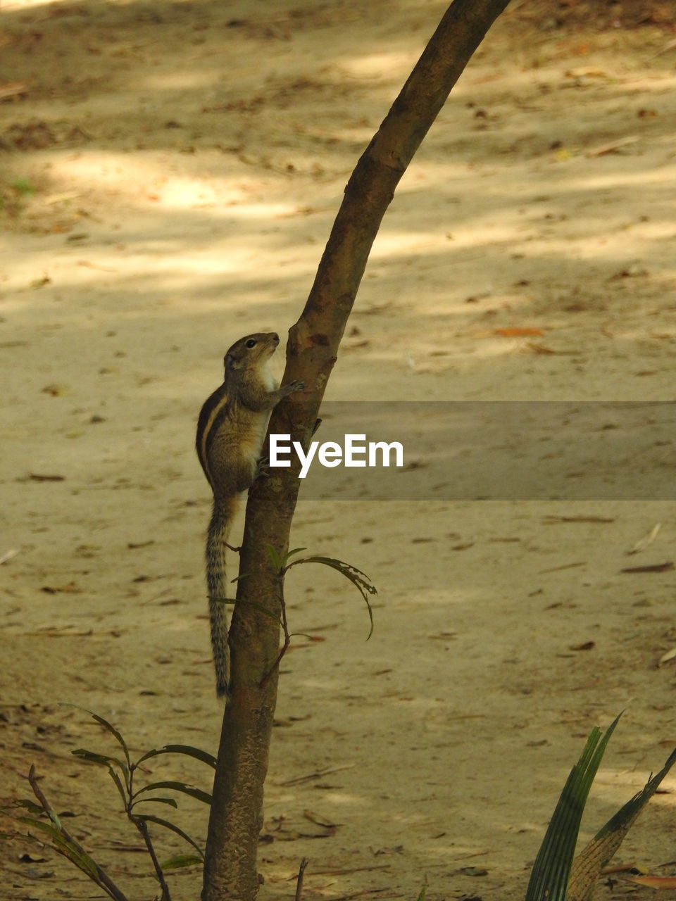 Squirrel climbing tree at field