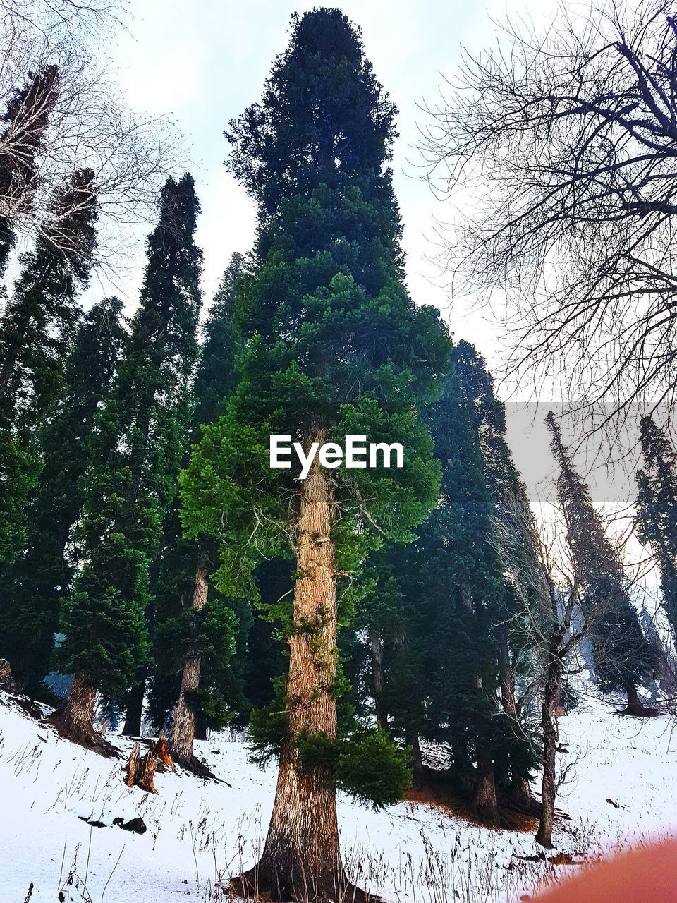 CLOSE-UP OF SILHOUETTE TREES AGAINST SKY