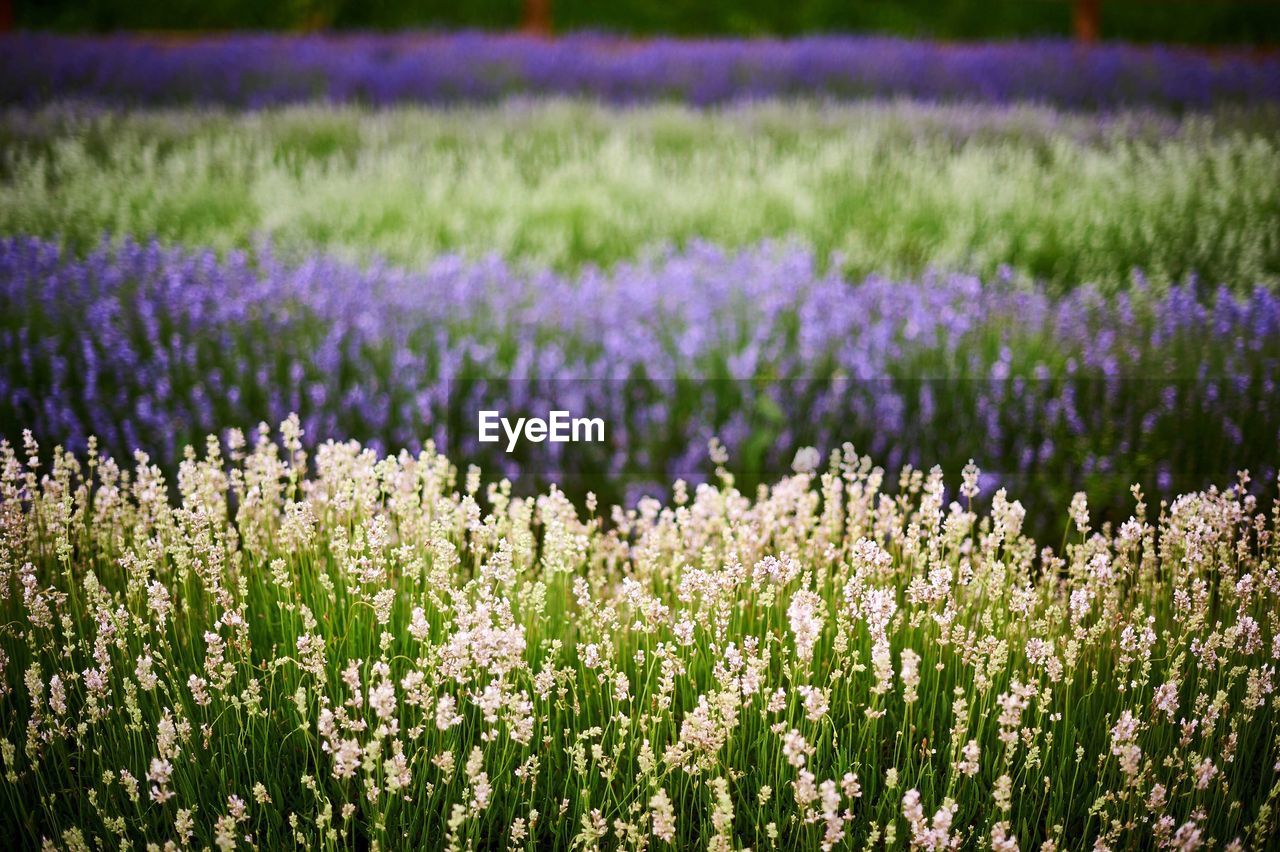 Purple flowers blooming in field