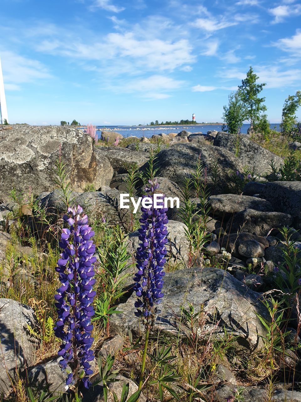 PURPLE FLOWERING PLANTS ON ROCKS