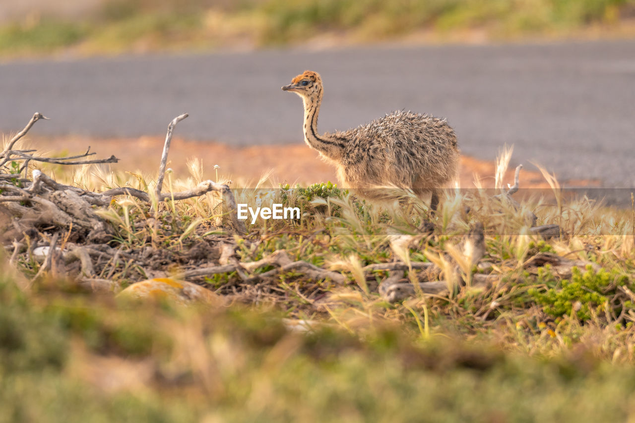 Ostrich baby walk for living on field at cape of good hope , south africa