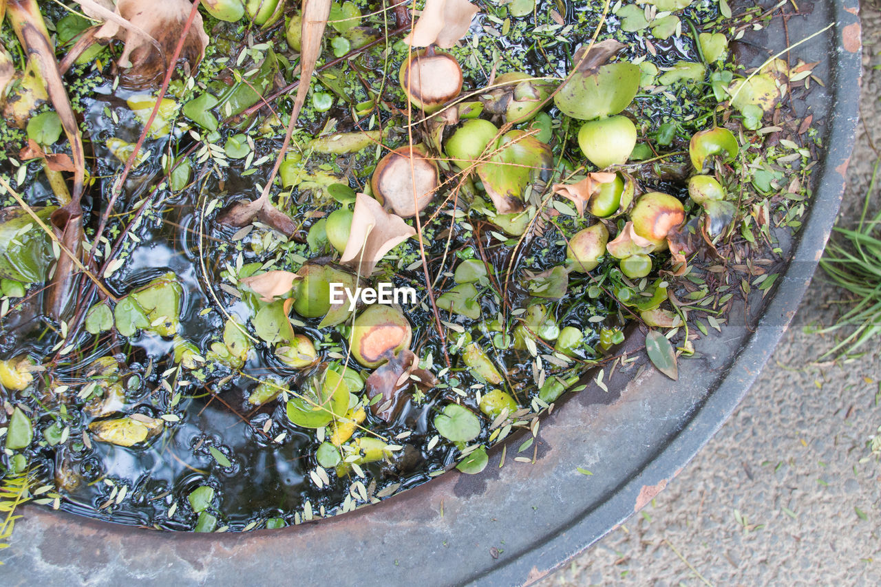 HIGH ANGLE VIEW OF VEGETABLES ON GROUND