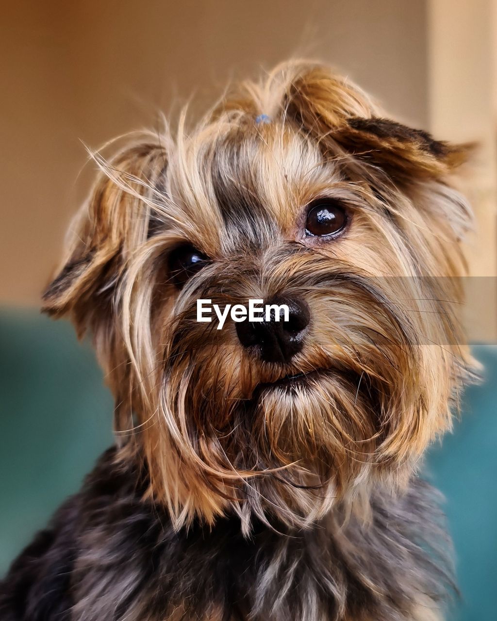 Close-up portrait of a dog