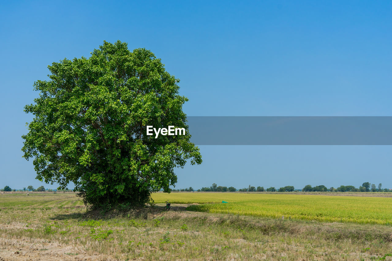 Blue sky with big tree and green field landscape