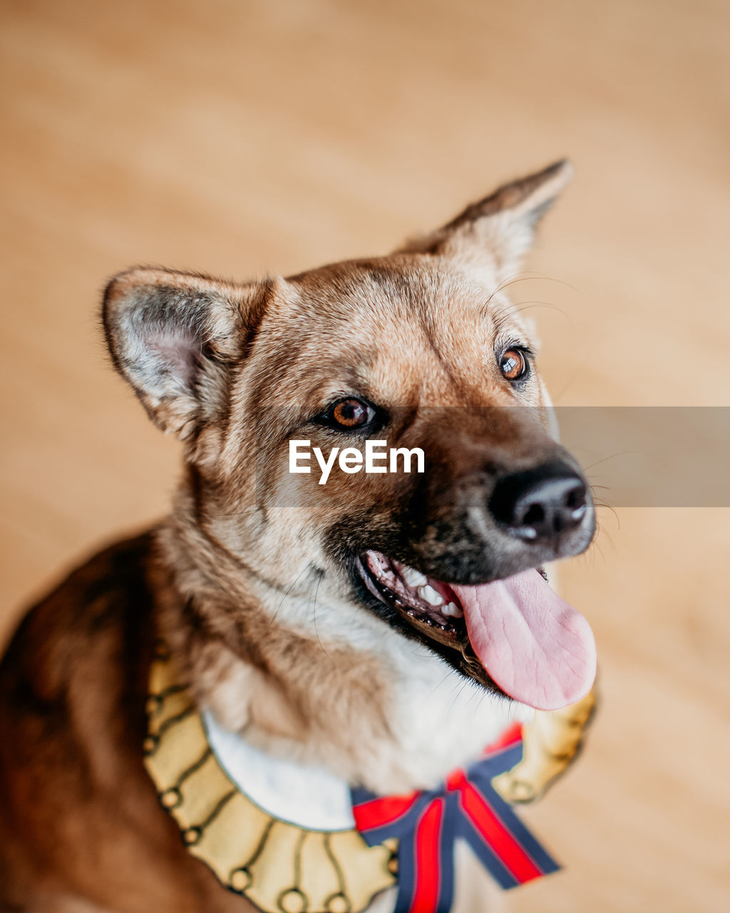 Close-up portrait of dog looking away