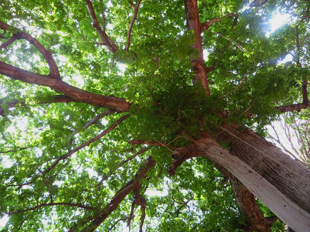 LOW ANGLE VIEW OF TREES IN FOREST