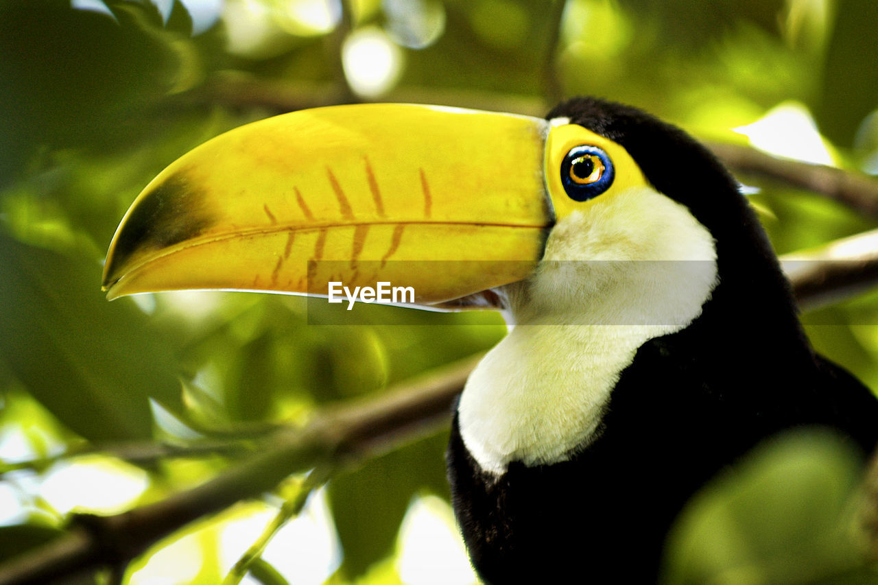 CLOSE-UP OF A BIRD