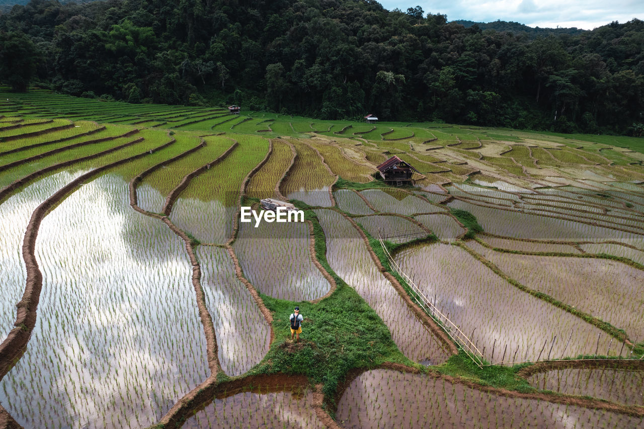 Scenic view of agricultural field