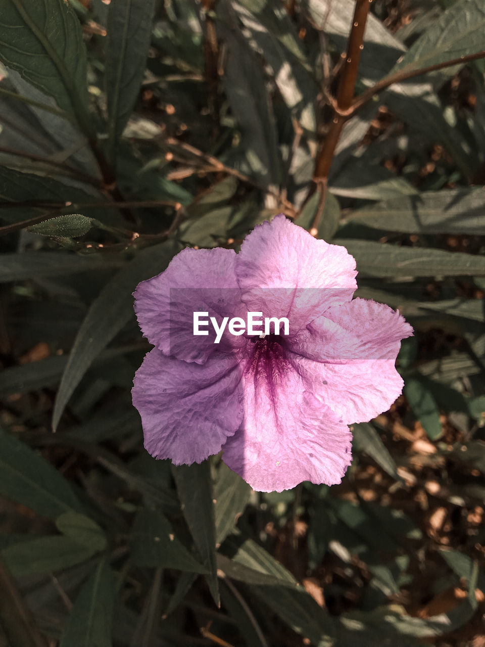 CLOSE-UP OF PURPLE FLOWERING PLANT