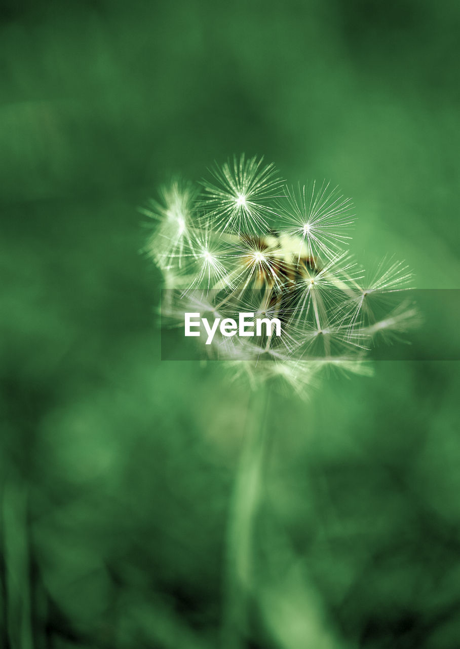 Close-up of dandelion