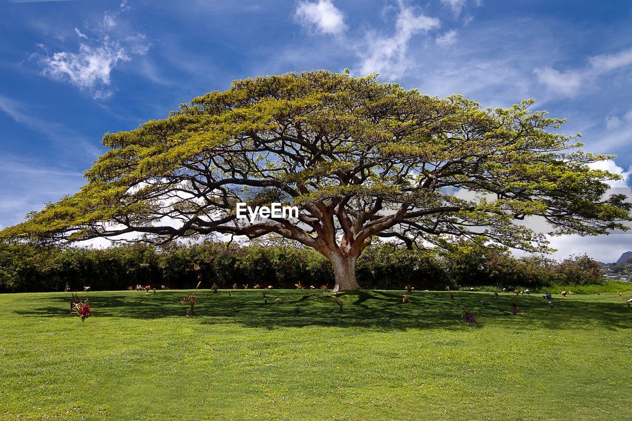 Tree in green field