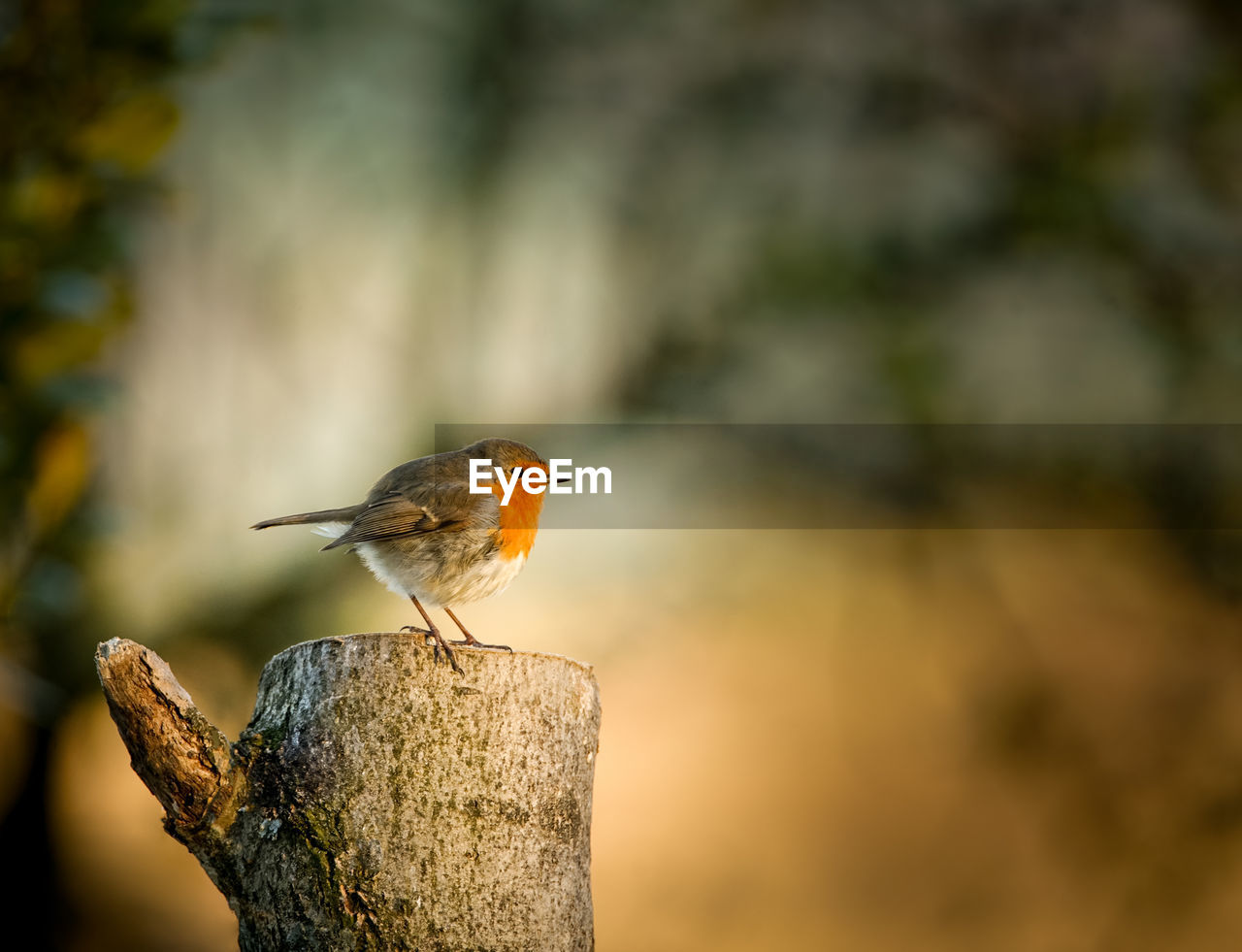 Close-up of bird against blurred background