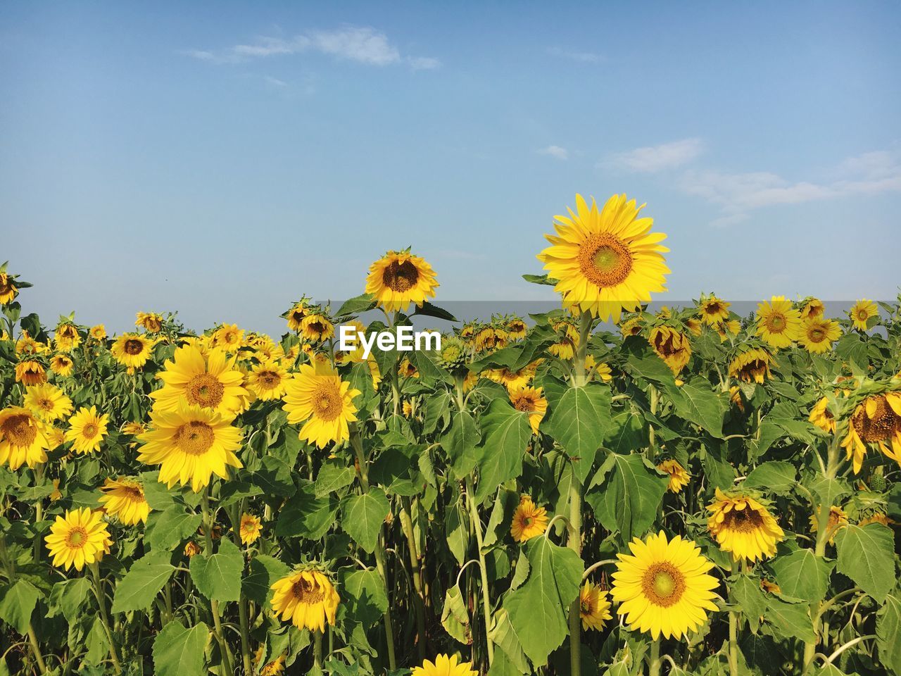 Close-up of sunflower field