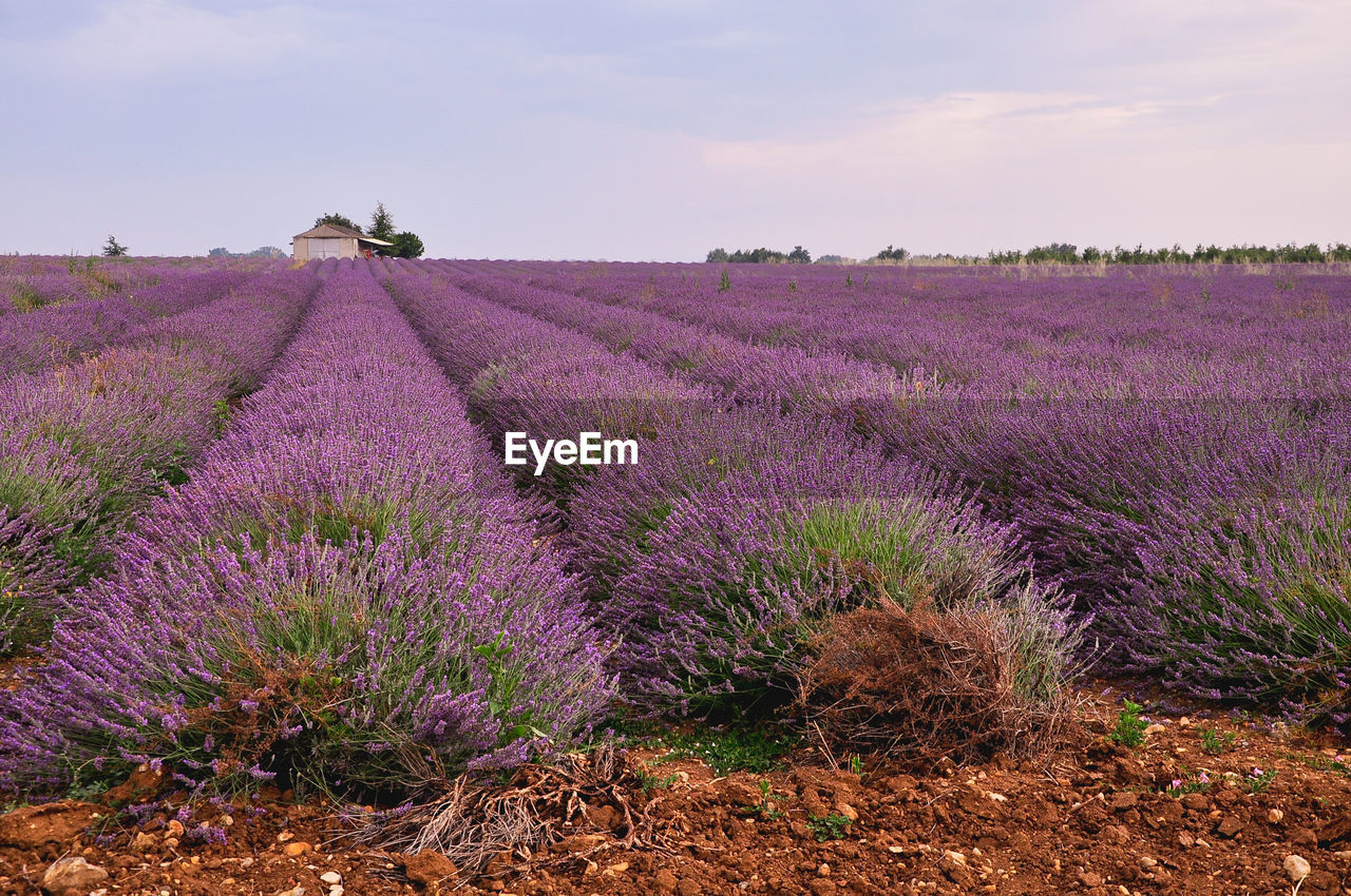 Lavender farm against sky on sunny day