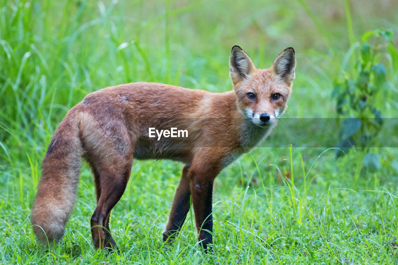 Portrait of red fox on grassy field