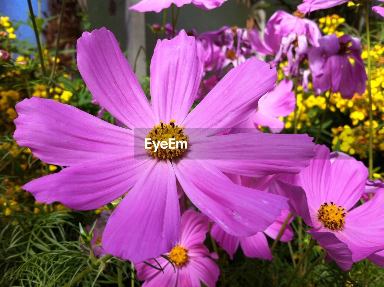 Close-up of purple flowers