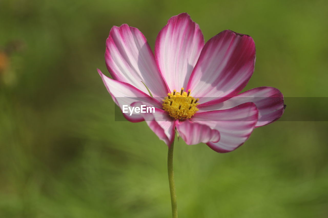 flower, flowering plant, plant, freshness, beauty in nature, garden cosmos, close-up, fragility, pink, flower head, petal, nature, inflorescence, macro photography, growth, focus on foreground, no people, cosmos, pollen, cosmos flower, plant stem, outdoors, blossom, springtime, botany, green, environment, summer