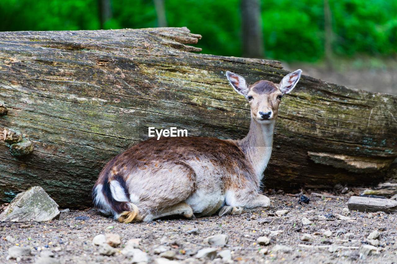 animal themes, animal, nature, animal wildlife, wildlife, mammal, one animal, tree, relaxation, no people, land, zoo, portrait, forest, day, outdoors, tree trunk, trunk, plant, resting, full length, environment, domestic animals, deer, looking at camera, brown