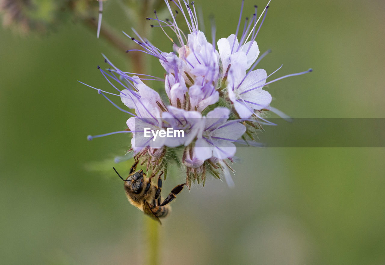 CLOSE-UP OF HONEY BEE POLLINATING ON PURPLE FLOWER