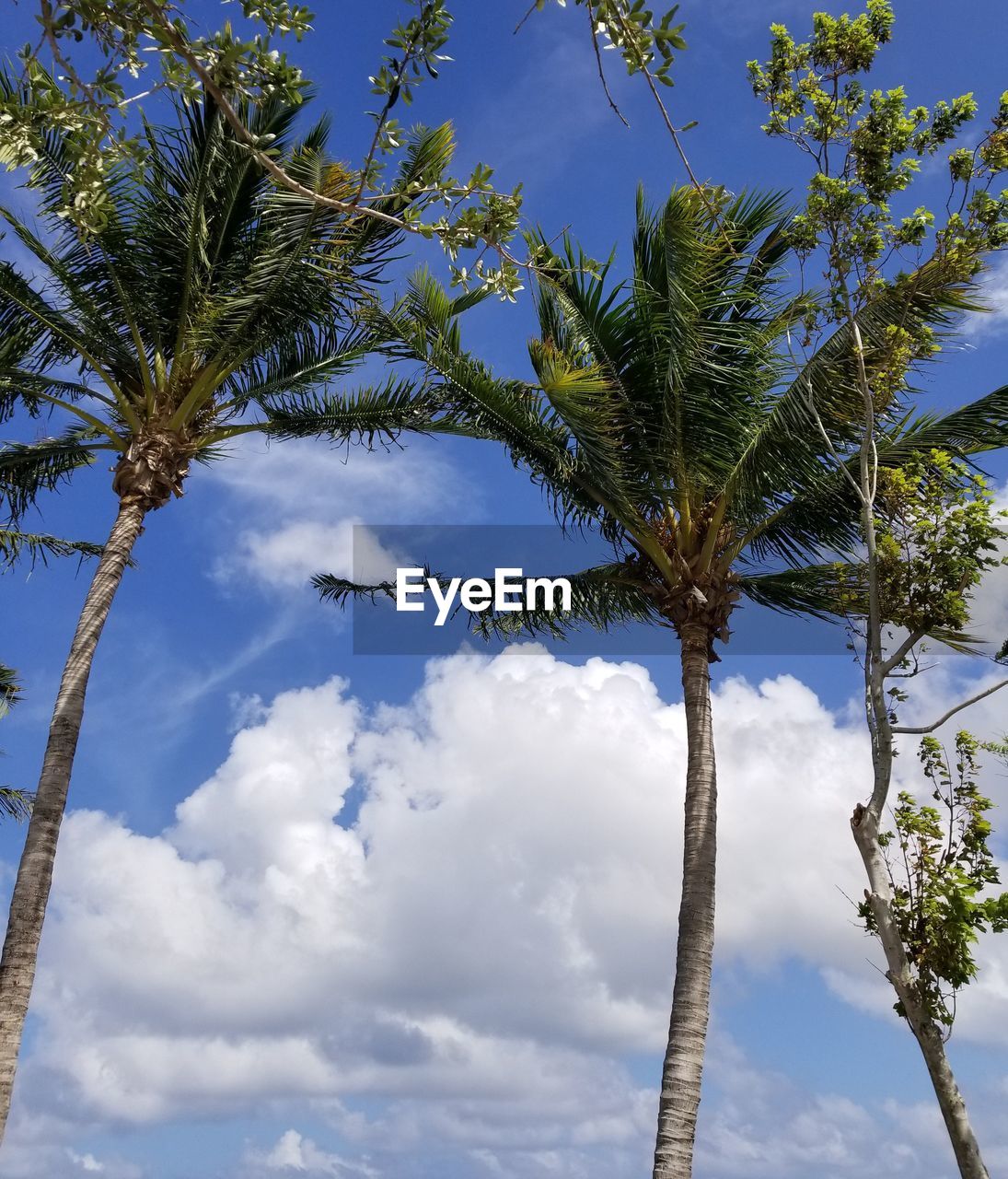 LOW ANGLE VIEW OF PALM TREE AGAINST CLOUDY SKY