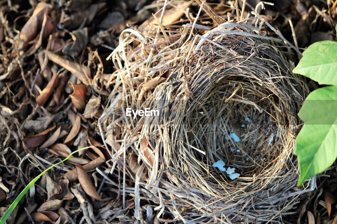Directly above shot of nest on field