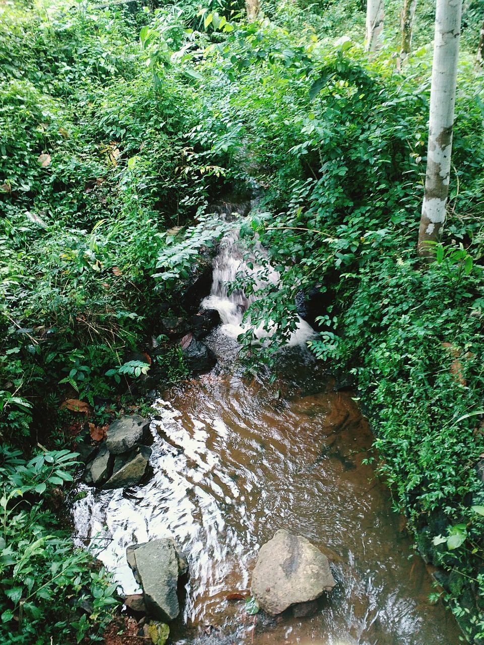 STREAM PASSING THROUGH FOREST