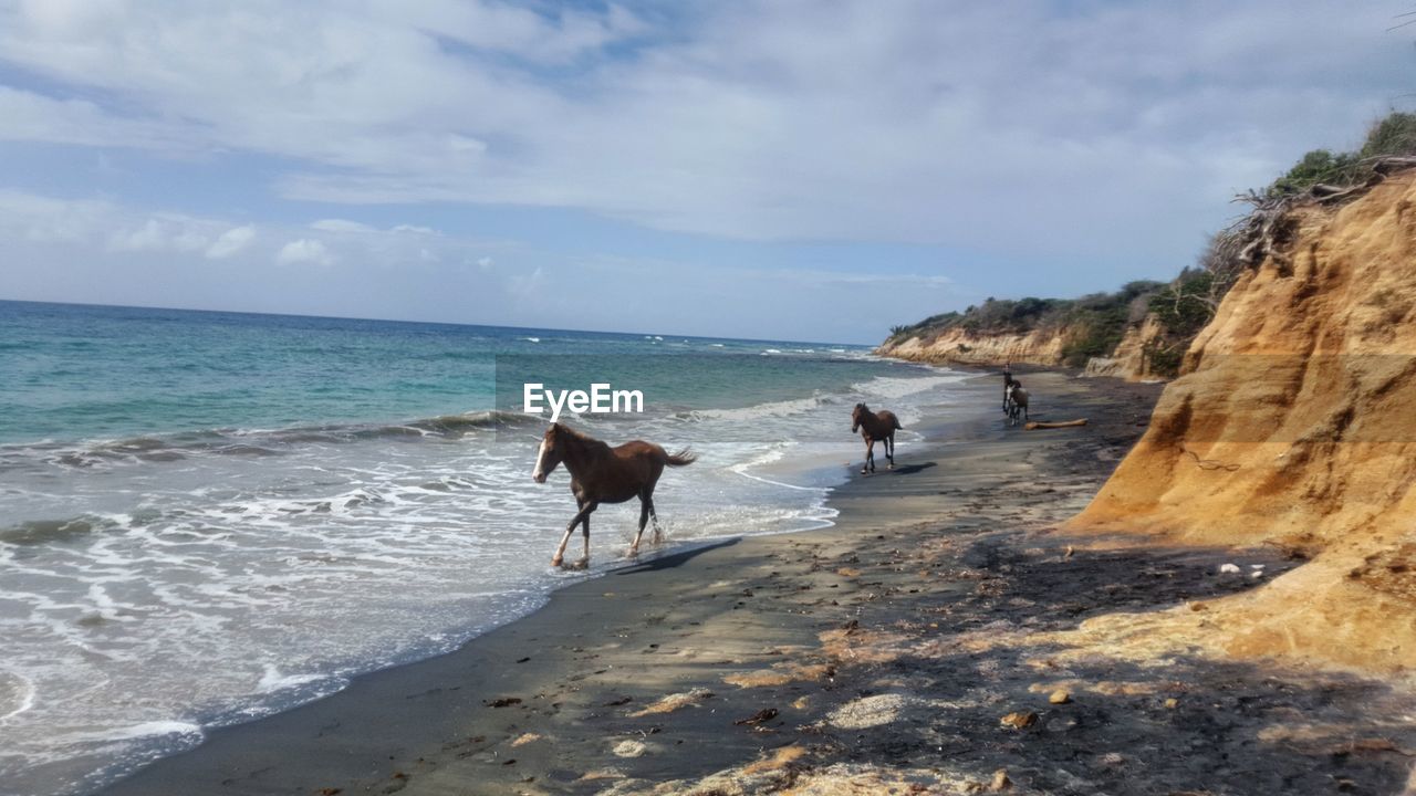 MAN WITH DOG ON BEACH