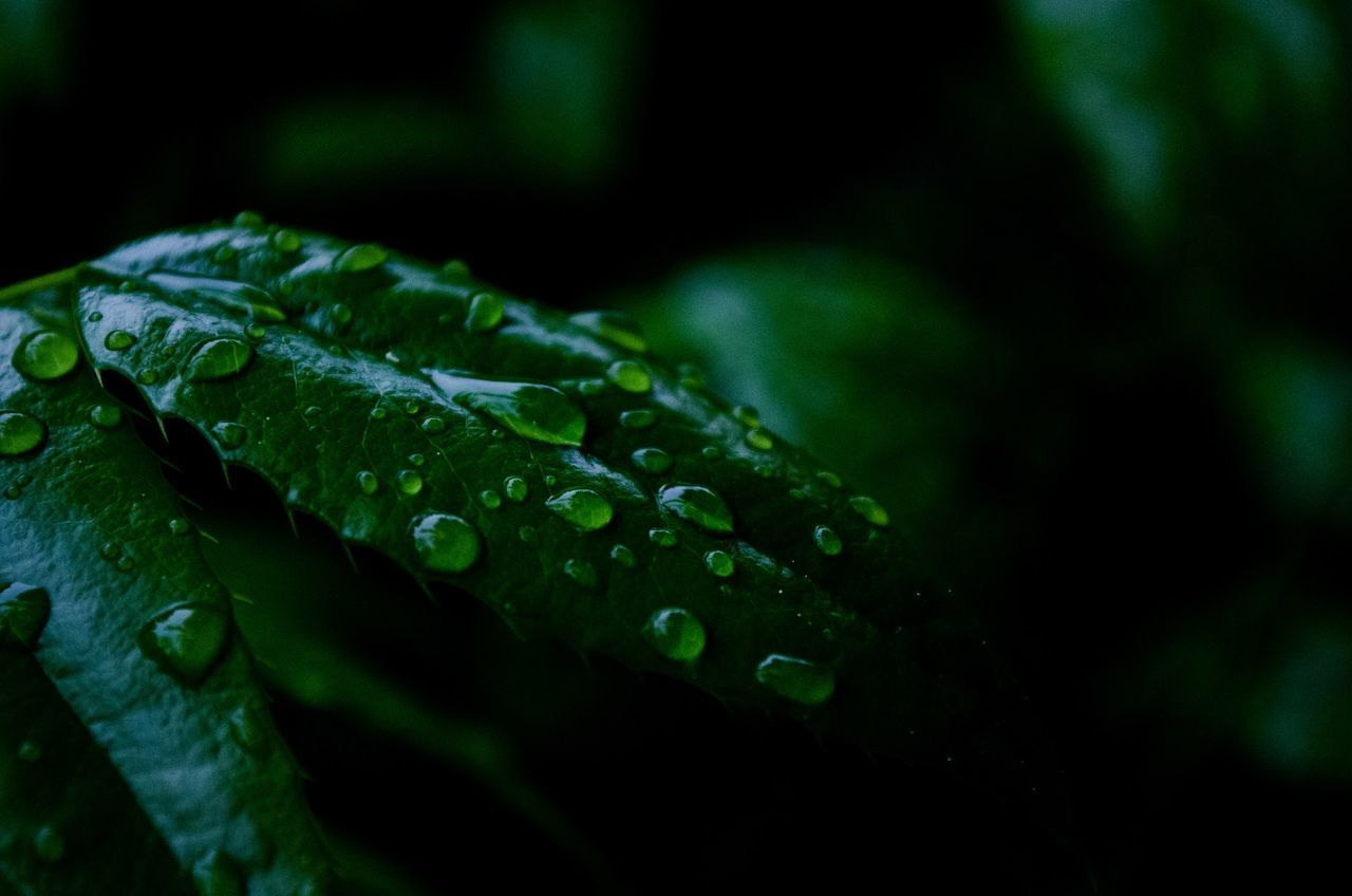 Close-up of water drops on leaves