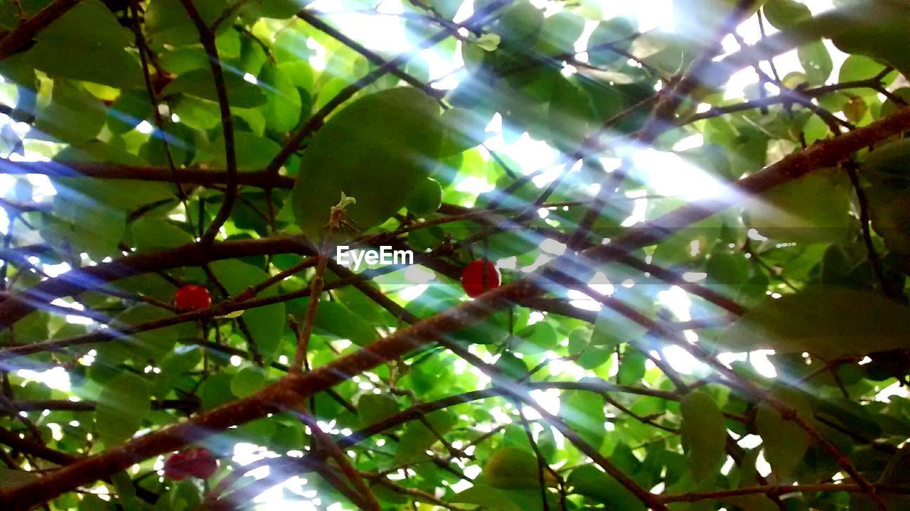 CLOSE-UP LOW ANGLE VIEW OF TREE