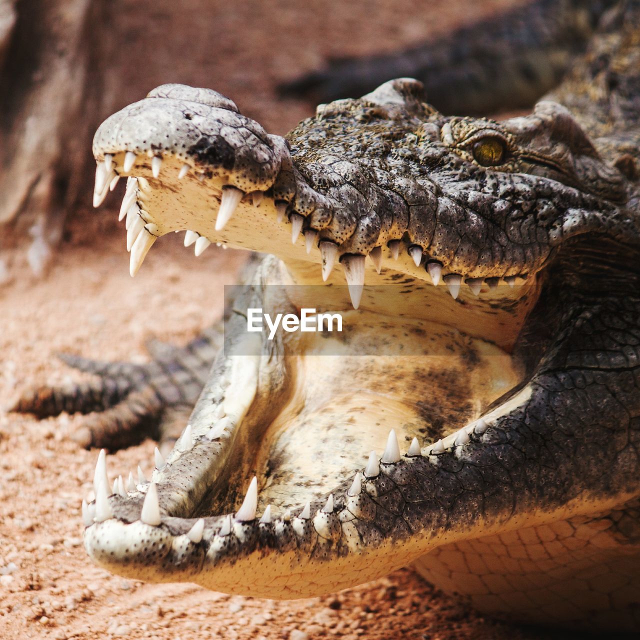 Close-up of a crocodile with its mouth open