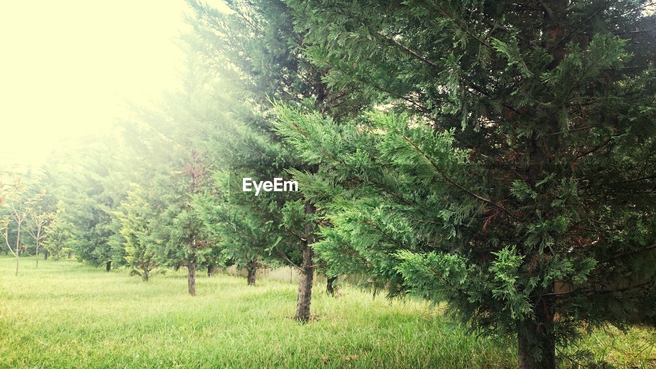 Trees in park