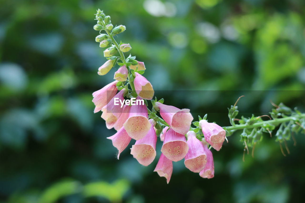 Close-up of pink flowering plant