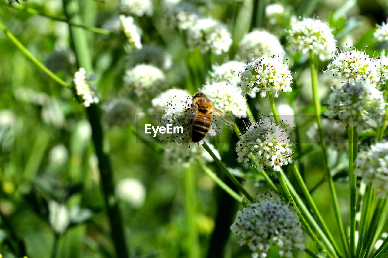 Close-up of bee pollinating on flower