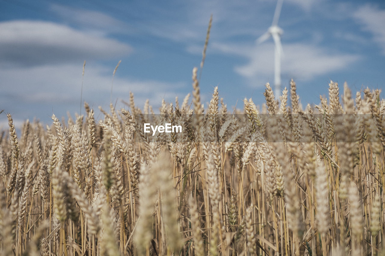 Crop on field against cloudy sky