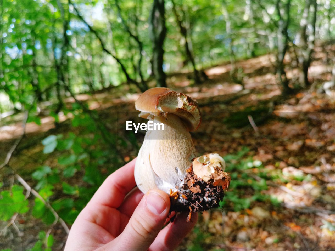 Close-up of hand holding mushroom