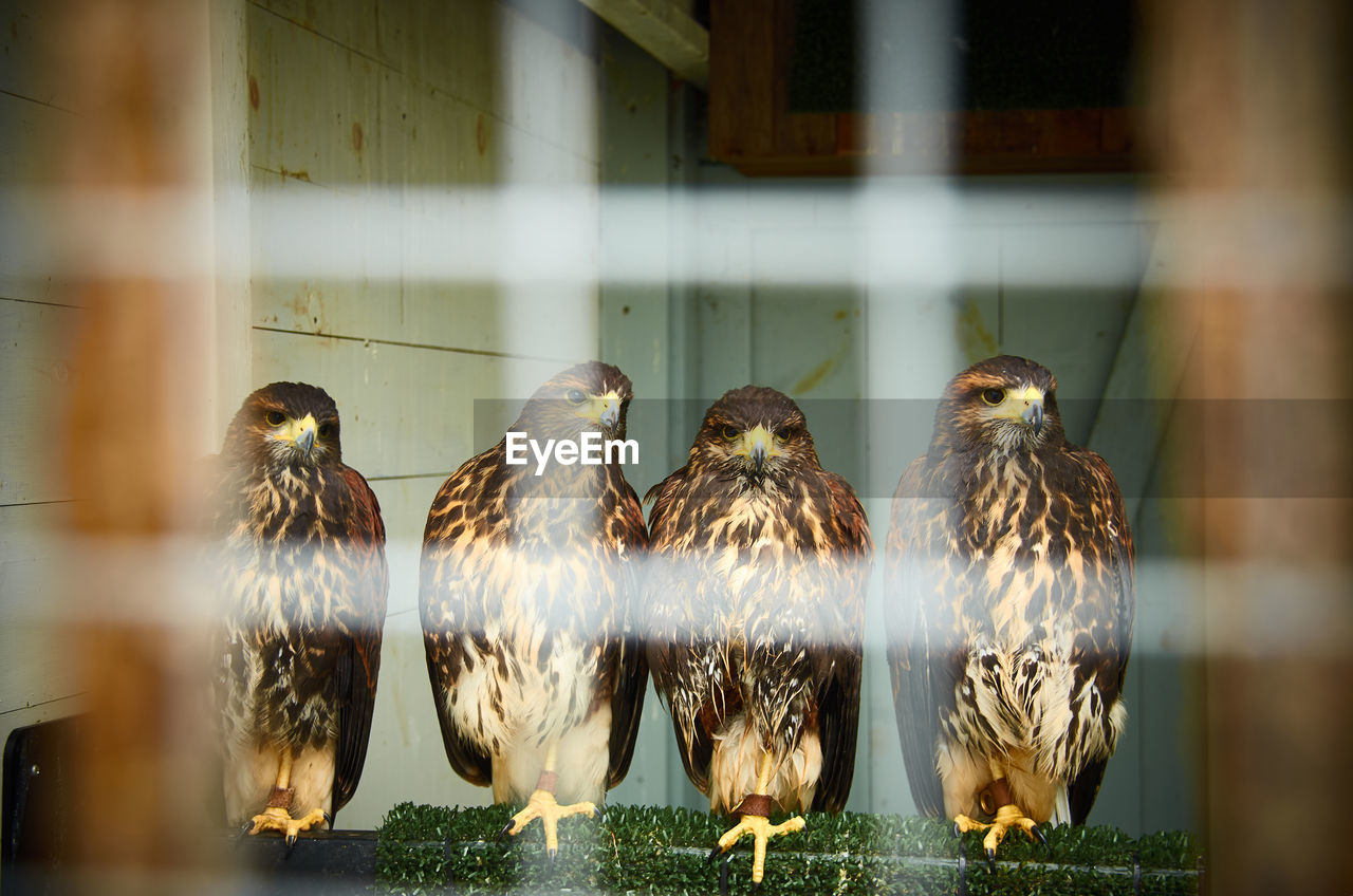 BIRDS IN A CAGE