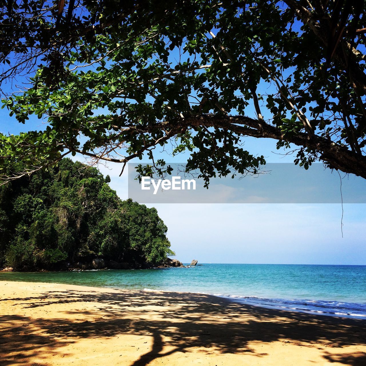 Tree over looking beach