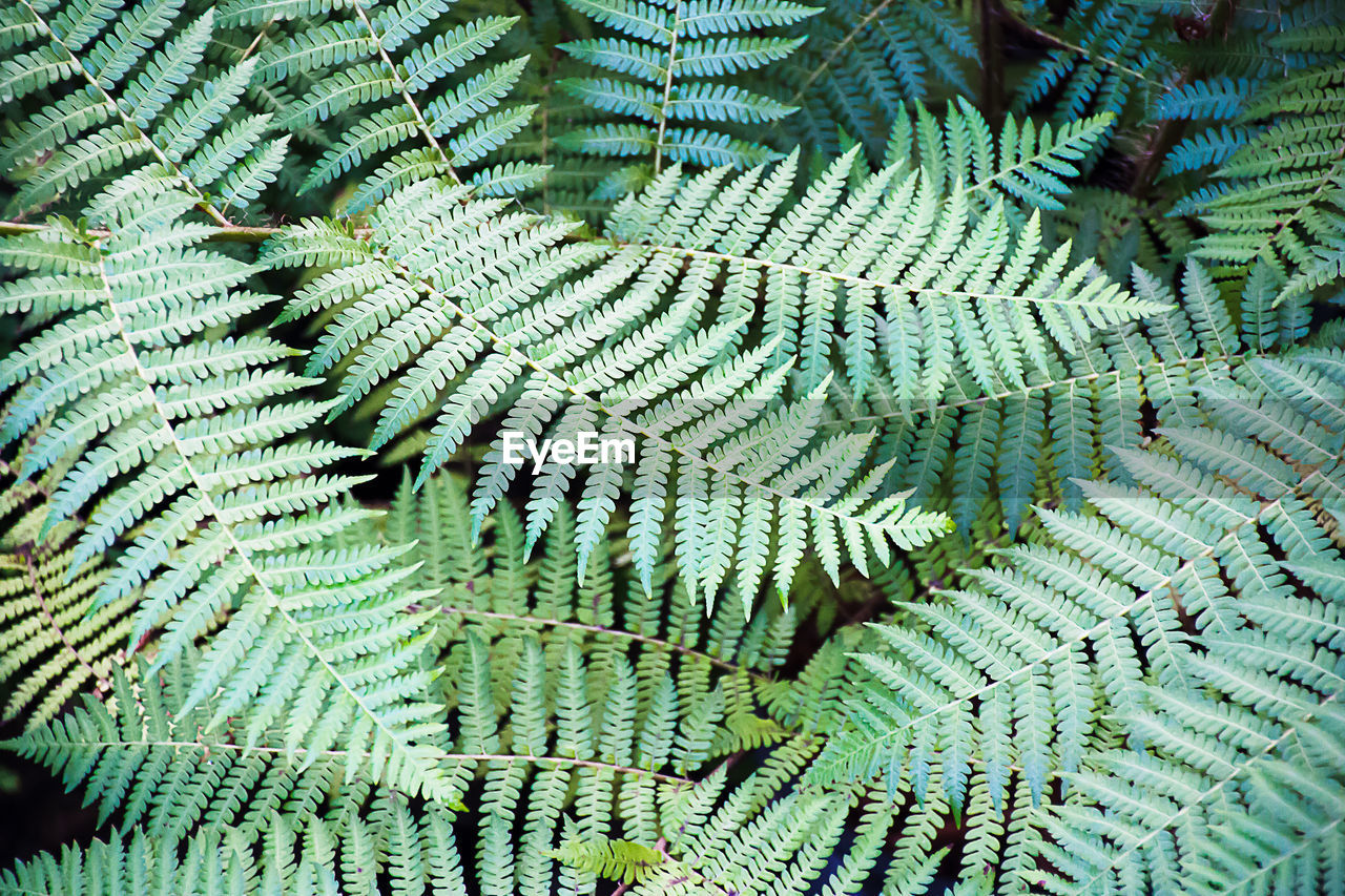 High angle view of fern leaves