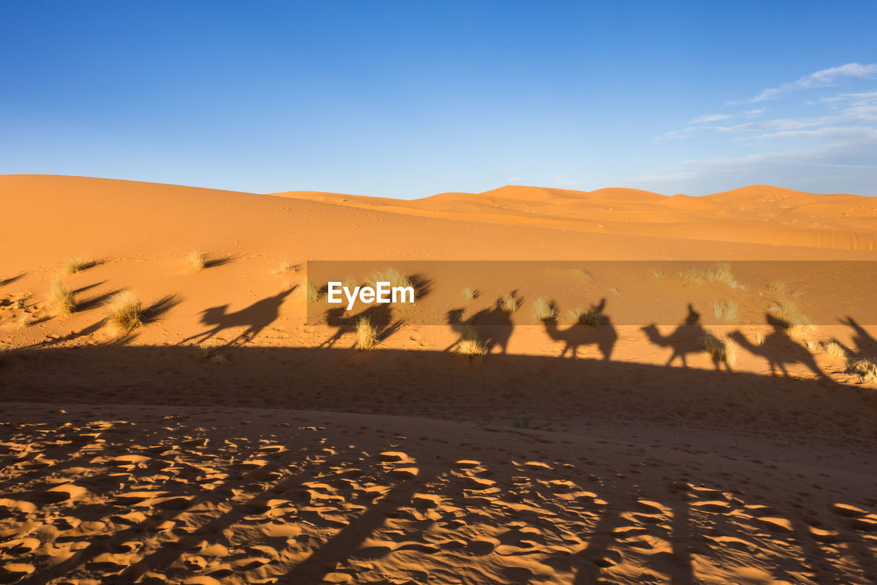 Shadow of camels on desert against blue sky