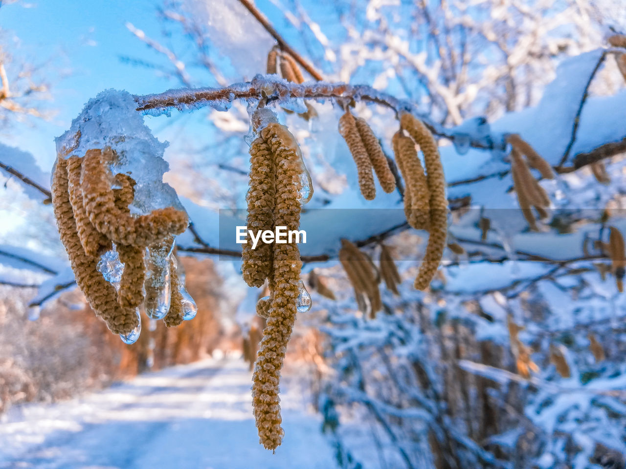 CLOSE-UP OF FROZEN PLANT