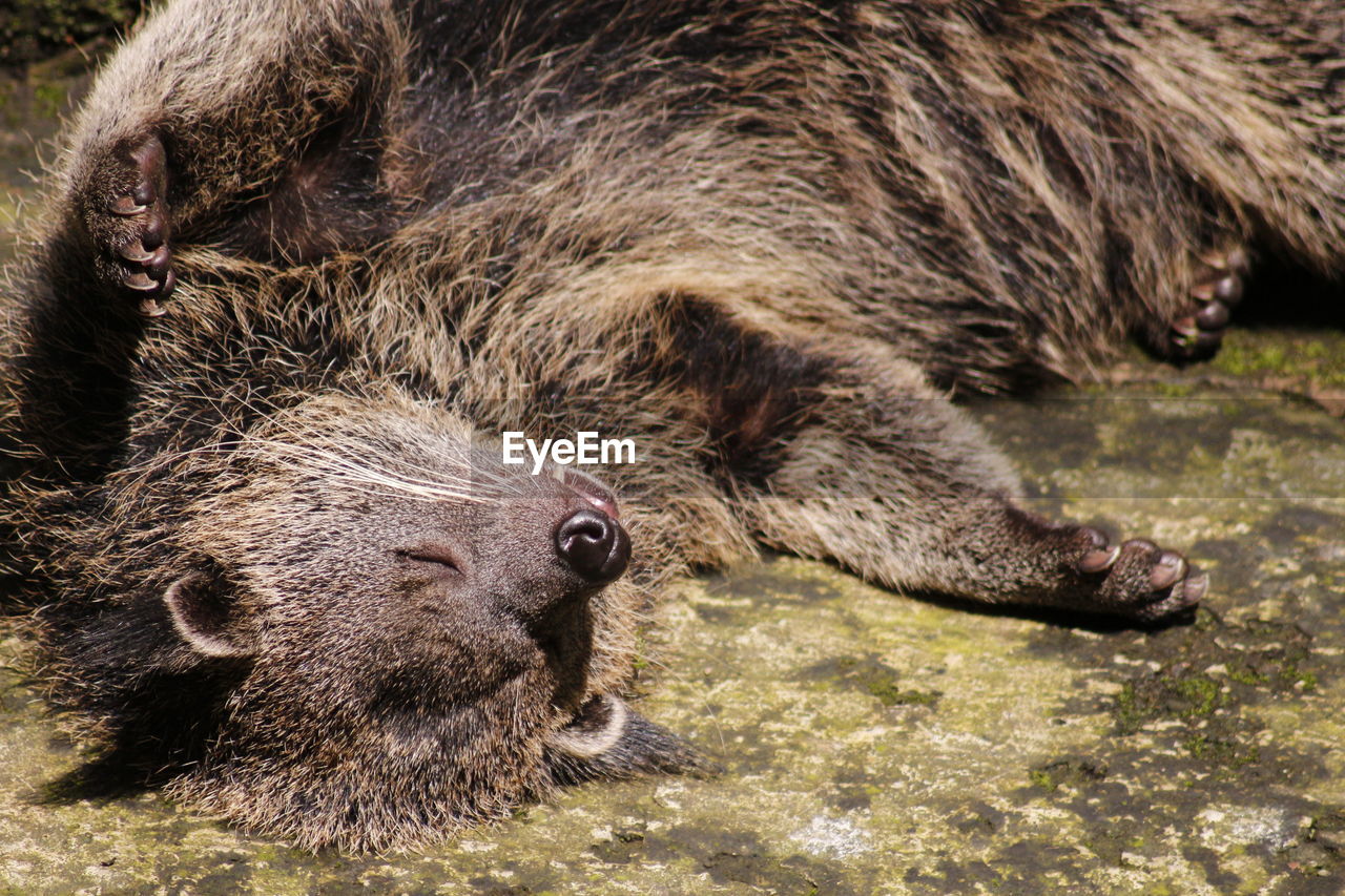 High angle view of bear cat sleeping on field