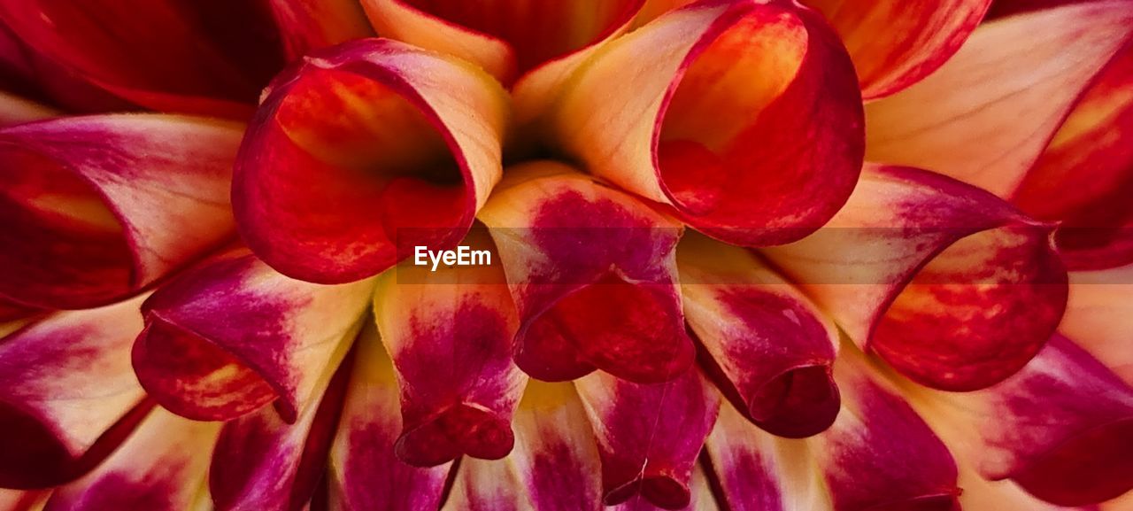 flower, freshness, petal, plant, close-up, pink, red, beauty in nature, flowering plant, full frame, backgrounds, macro photography, nature, no people, flower head, fragility, inflorescence, growth, food and drink