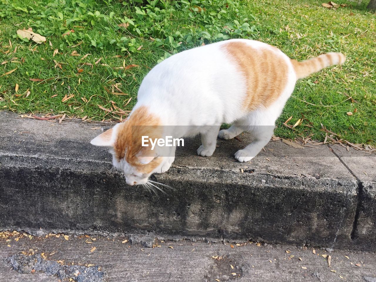 HIGH ANGLE VIEW OF DOG ON COBBLESTONE