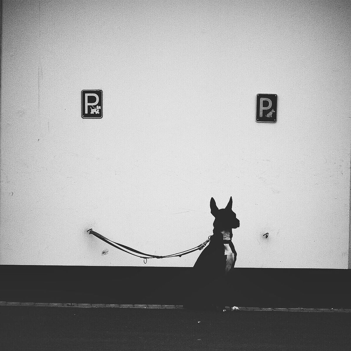 Black dog tied to wall