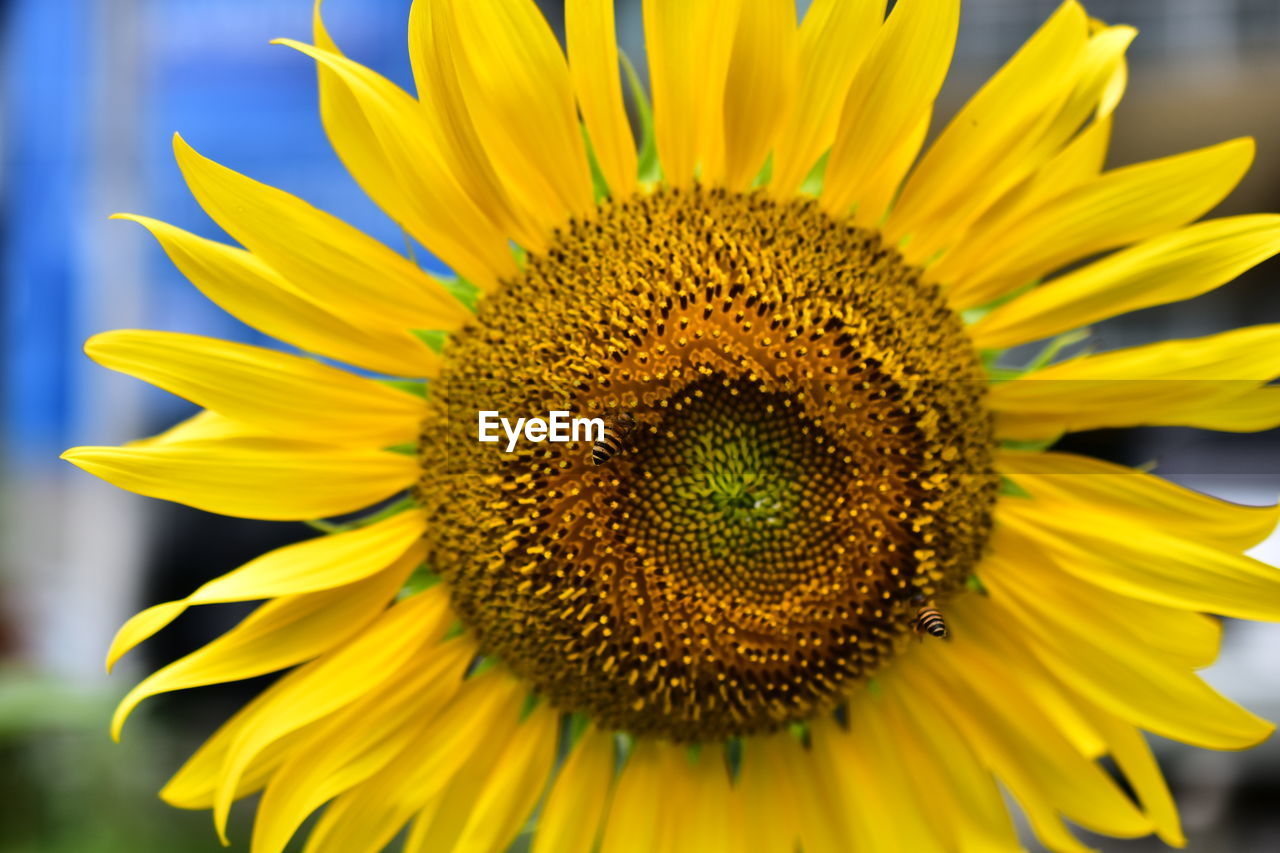 Yellow sunflower with honey bee in close up photo