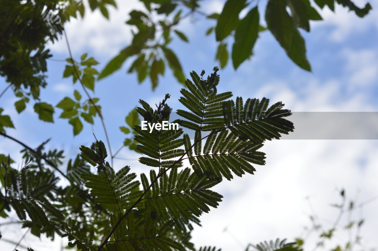 Low angle view of leaves against sky