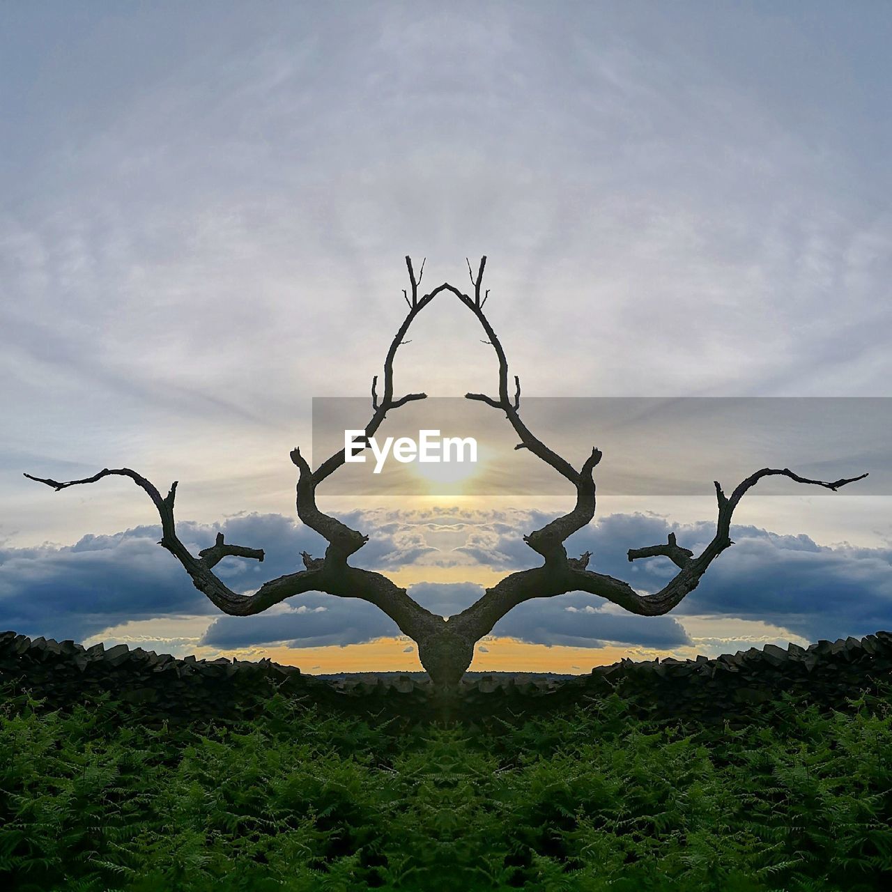 CLOSE-UP OF BARE TREES ON FIELD AGAINST SKY