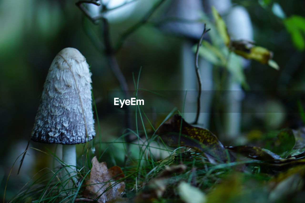 CLOSE-UP OF MUSHROOMS GROWING ON FIELD