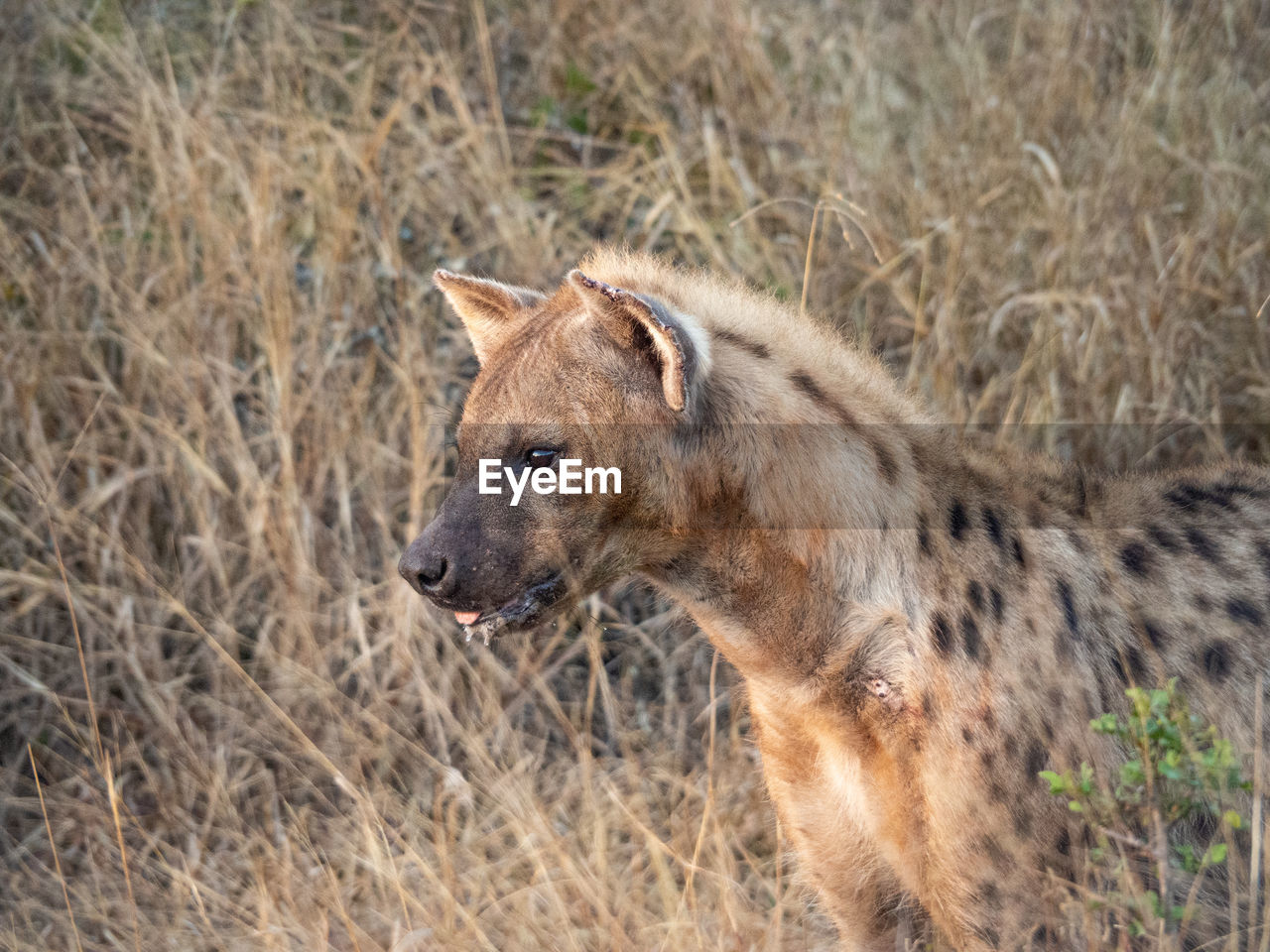 A hyena stalking its prey from the bushes